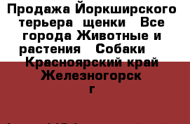 Продажа Йоркширского терьера, щенки - Все города Животные и растения » Собаки   . Красноярский край,Железногорск г.